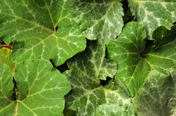 Background from natural green leaves from a pumpkin bush — Stock Photo, Image