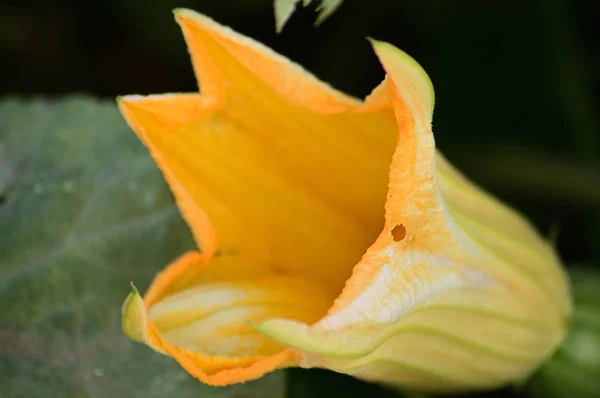 Κίτρινο μέλλον κολοκύθα λουλούδι — Φωτογραφία Αρχείου
