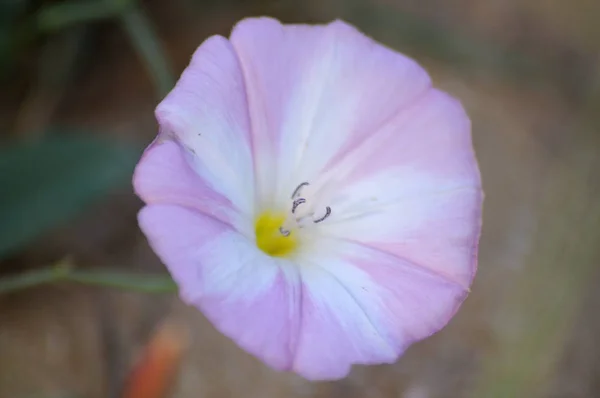 芝生の上に育つ朝顔の朝顔 — ストック写真