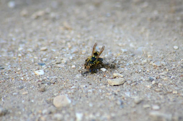 WASP eszik a ragadozó — Stock Fotó