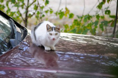 Beyaz kedi bordo bir arabada