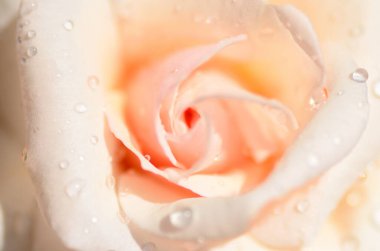 Su damlalarıyla birlikte açık pembe gül tomurcuğu