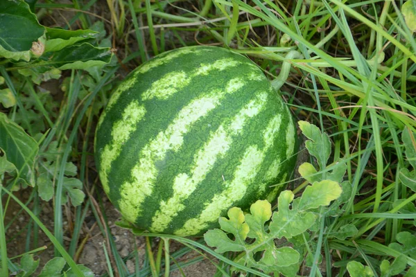 Reife Wassermelonenfrüchte Der Garde — Stockfoto