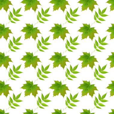 Beyaz arka plan vektör yansıma yeşil sonbaharda akçaağaç yaprakları