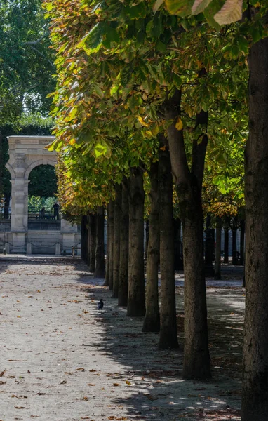 park lane with with trees and lamp pillars in Tuileries Garden, Paris, Autumn, 2018