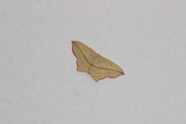 Bir güve yakın çekim