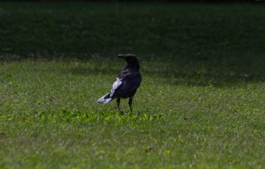 Tuileries Bahçesi, Paris, sonbahar, 2018 Kara Karga