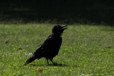 Tuileries Bahçesi, Paris, sonbahar, 2018 Kara Karga