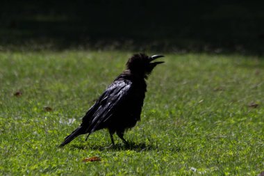 Tuileries Bahçesi, Paris, sonbahar, 2018 Kara Karga