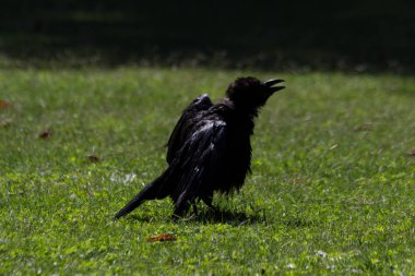 Tuileries Bahçesi, Paris, sonbahar, 2018 Kara Karga