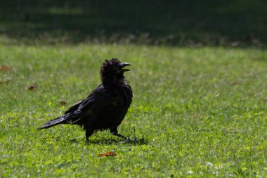 Tuileries Bahçesi, Paris, sonbahar, 2018 Kara Karga