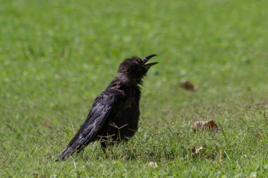 Tuileries Bahçesi, Paris, sonbahar, 2018 Kara Karga