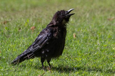 Tuileries Bahçesi, Paris, sonbahar, 2018 Kara Karga