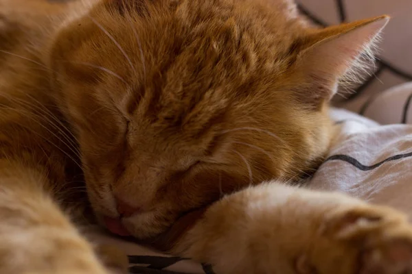 在毯子上的昏昏欲睡的猫亚瑟 — 图库照片