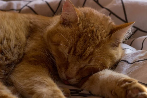 Υπνηλία Γάτα Arthur Στις Κουβέρτες — Φωτογραφία Αρχείου
