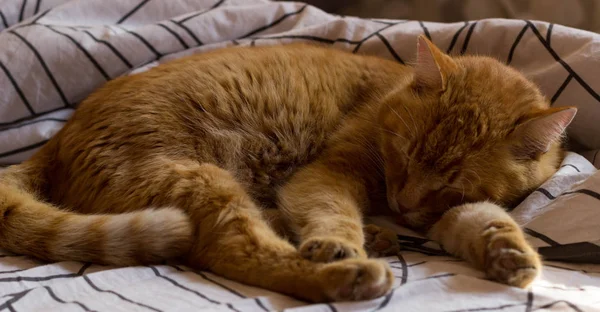 Gato Sonolento Arthur Cobertores — Fotografia de Stock