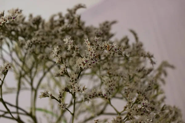 Αποξηραμένα Λουλούδια Για Διακόσμηση Goniolimon Tataricum Limonium — Φωτογραφία Αρχείου