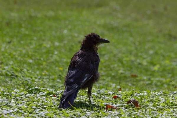 Black Crow Tuileries Garden Paris Autumn 2018 — стоковое фото