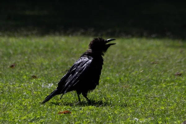 Tuileries Bahçesi, Paris, sonbahar, 2018 Kara Karga