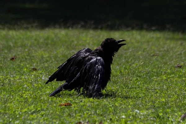 Černá Vrána Tuilerijských Zahrad Paříž Podzim Roku 2018 — Stock fotografie