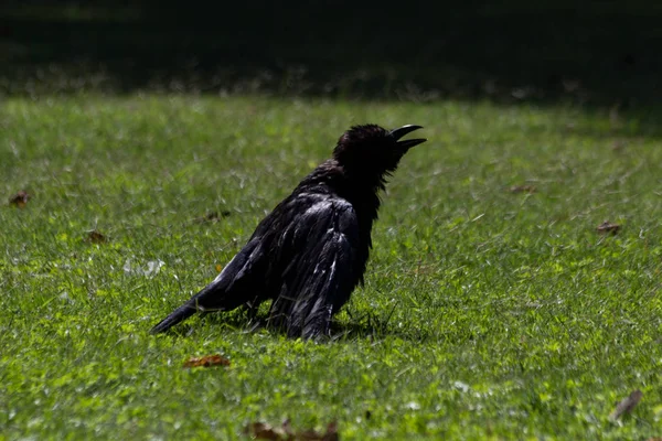Black Crow Tuileries Garden Paris Autumn 2018 — Stock Photo, Image