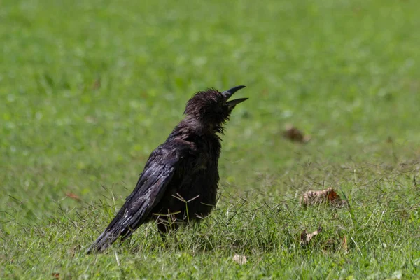 Corvo Nero Nel Giardino Delle Tuileries Parigi Autunno 2018 — Foto Stock