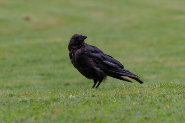 2018 yılına kadar siyah kargalar lokma ekmek, Tuileries Bahçesi, Paris, sonbahar, ile besleme