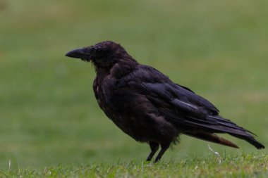 2018 yılına kadar siyah kargalar lokma ekmek, Tuileries Bahçesi, Paris, sonbahar, ile besleme