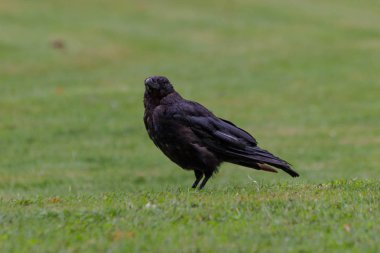 2018 yılına kadar siyah kargalar lokma ekmek, Tuileries Bahçesi, Paris, sonbahar, ile besleme
