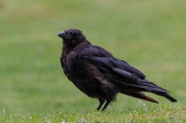 2018 yılına kadar siyah kargalar lokma ekmek, Tuileries Bahçesi, Paris, sonbahar, ile besleme