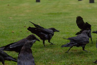 2018 yılına kadar siyah kargalar lokma ekmek, Tuileries Bahçesi, Paris, sonbahar, ile besleme
