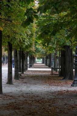 Bir tünel ile park lane ağaçlar ve Tuileries Bahçesi, Paris, sonbahar, 2018 lamba ayağı gibi