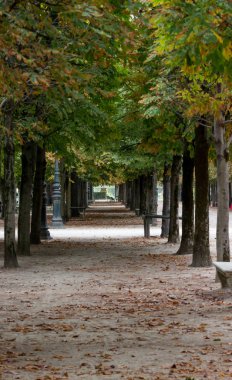 Bir tünel ile park lane ağaçlar ve Tuileries Bahçesi, Paris, sonbahar, 2018 lamba ayağı gibi