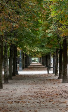Bir tünel ile park lane ağaçlar ve Tuileries Bahçesi, Paris, sonbahar, 2018 lamba ayağı gibi