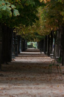 Bir tünel ile park lane ağaçlar ve Tuileries Bahçesi, Paris, sonbahar, 2018 lamba ayağı gibi