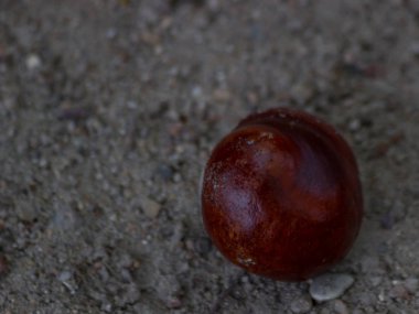 Tuileries Bahçesi, Paris, sonbahar, 2018 Kara Karga