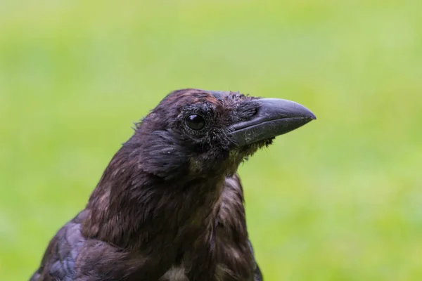 Alimentación Cuervos Negros Con Trozos Pan Tuileries Garden París Otoño — Foto de Stock