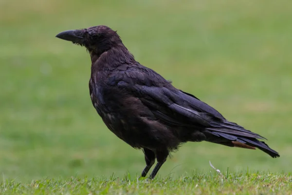 Feeding Black Crows Morsels Bread Tuileries Garden Paris Autumn 2018 — Stock Photo, Image