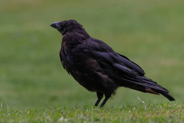 2018 チュイルリー庭園 パンの一口で黒いカラスを給餌 — ストック写真