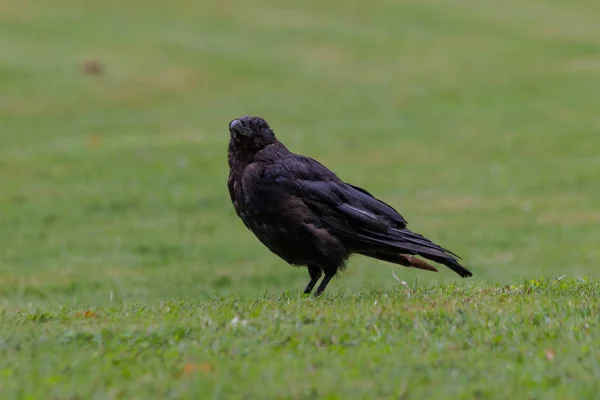 Alimentación Cuervos Negros Con Trozos Pan Tuileries Garden París Otoño — Foto de Stock