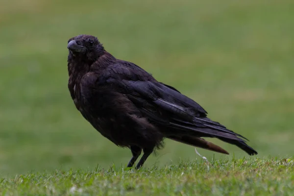 2018 チュイルリー庭園 パンの一口で黒いカラスを給餌 — ストック写真