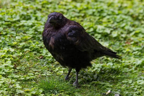 Krmení Černé Vrány Kousky Chleba Tuileries Garden Paříž Podzim Roku — Stock fotografie