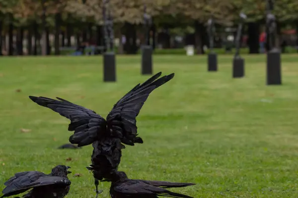 Feeding Black Crows Morsels Bread Tuileries Garden Paris Autumn 2018 — Stock Photo, Image