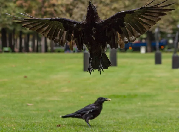 2018 チュイルリー庭園 パンの一口で黒いカラスを給餌 — ストック写真