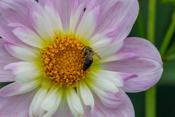 Fioritura Fiori Jardin Des Tuileries Parigi Autunno 2018 — Foto Stock