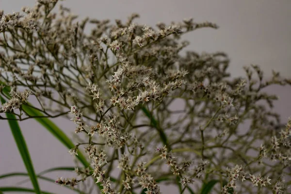 Flor Seca Para Decorações Goniolimon Tataricum Limonium — Fotografia de Stock