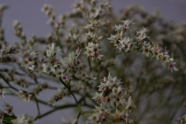 Fiore Essiccato Decorazioni Goniolimon Tataricum Limonium — Foto Stock