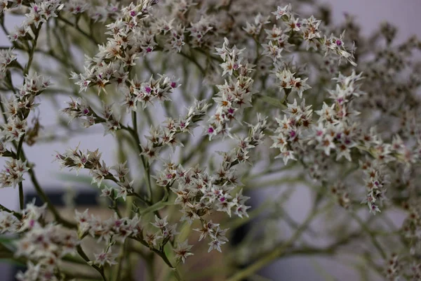 Dried flower for decorations - Goniolimon tataricum (Limonium)
