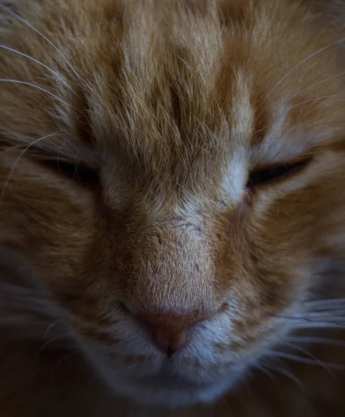 Artur Katten Dåsig — Stockfoto