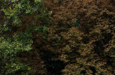 Sonbahar ağaçlarıyla yapraklar, Sofya, Eylül 2018